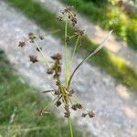Scirpus hattorianus 果実