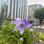 Platycodon grandiflorusFlower