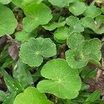 Hydrocotyle leucocephala Leaf