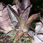 Aechmea nudicaulis Blad