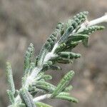 Teucrium polium 葉