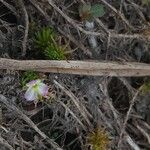 Mayaca fluviatilis Fleur