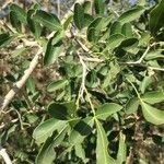 Searsia gueinzii Leaf