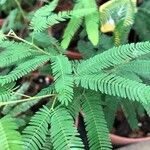 Mimosa polycarpa Blatt