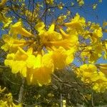 Handroanthus albus Flors