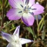 Eudianthe coeli-rosa Flower