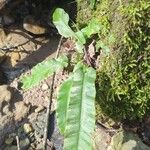 Asplenium scolopendrium Leht