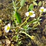 Damasonium polyspermum Lehti