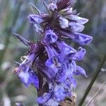 Ajuga reptansফুল