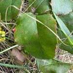 Berberis aquifolium Deilen