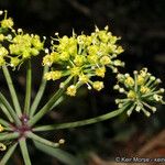 Lomatium lucidum Flower