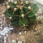 Gymnocalycium mihanovichii Hostoa