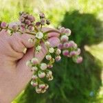 Filipendula vulgarisКветка