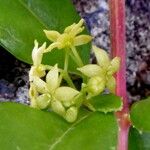 Persea barbujana Flower