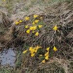 Narcissus bulbocodium Květ