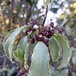 Pittosporum tenuifolium Květ