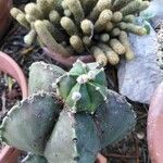 Astrophytum myriostigmaЛіст