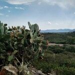 Opuntia ficus-indicaFoglia