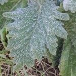 Salvia aethiopis Leaf