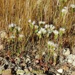 Limonium lobatum Natur