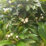 Plumeria alba फूल