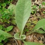 Verbascum thapsus Frunză