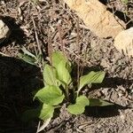Plantago major Цвят
