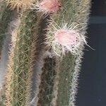 Disocactus flagelliformis Blüte