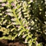 Achillea odorata Fiore