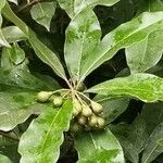 Pittosporum undulatum Frutto