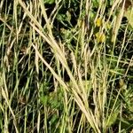 Brachypodium phoenicoides Blomst