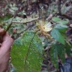 Hirtella physophora Flor