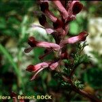 Fumaria barnolae Mosusu