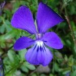 Viola bubanii Fiore