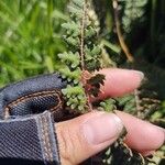 Woodsia ilvensis Leaf