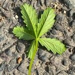 Potentilla anglica Leaf