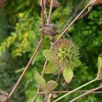 Trifolium lappaceum 樹皮