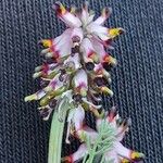 Platycapnos spicata 花