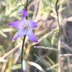 Campanula rapunculus花