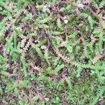 Selaginella denticulata পাতা