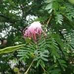 Calliandra surinamensis Blomst