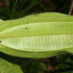 Miconia ciliata Leaf