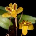 Dendrobium pectinatum Blüte