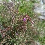 Limonium cordatum Flower