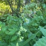 Tellima grandiflora Virág