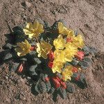 Oenothera xylocarpa Hábito