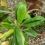 Solandra longiflora Fuelha