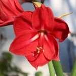 Hippeastrum reginae Natur