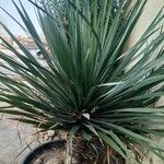 Dracaena draco পাতা