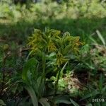 Habenaria marginata Habitat